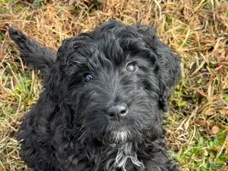 Goldendoodle dogs 🐾 Quinn – Sweet, Gentle & Always Close By 🐾 - Ad 2