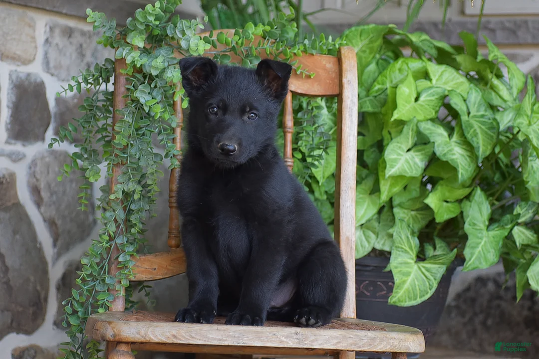 German Shepherd dogs for sale: Morgan - Ad 1