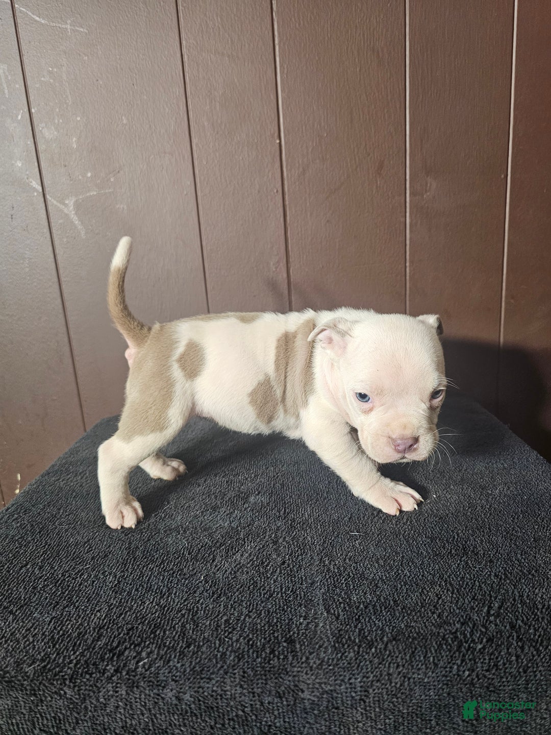 American Bully dogs for sale: Pip - Lilac Pied - Ad 1
