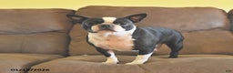 Boston Terrier dogs for sale: George  - Ad 4