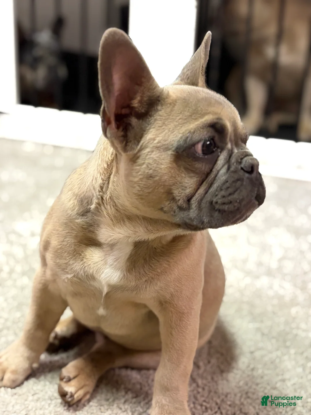 French Bulldog dogs for sale: French Bulldog Puppy 1 - Ad 2