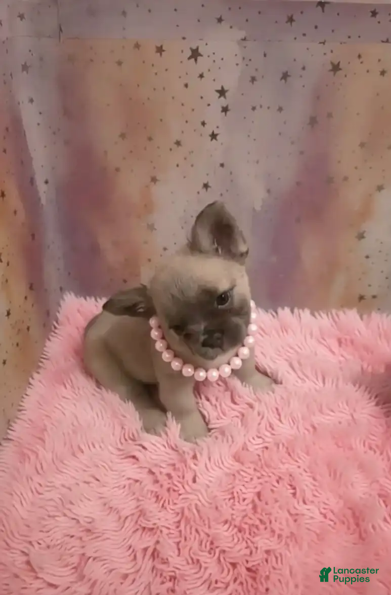 French Bulldog dogs for sale: Juicy - Ad 1