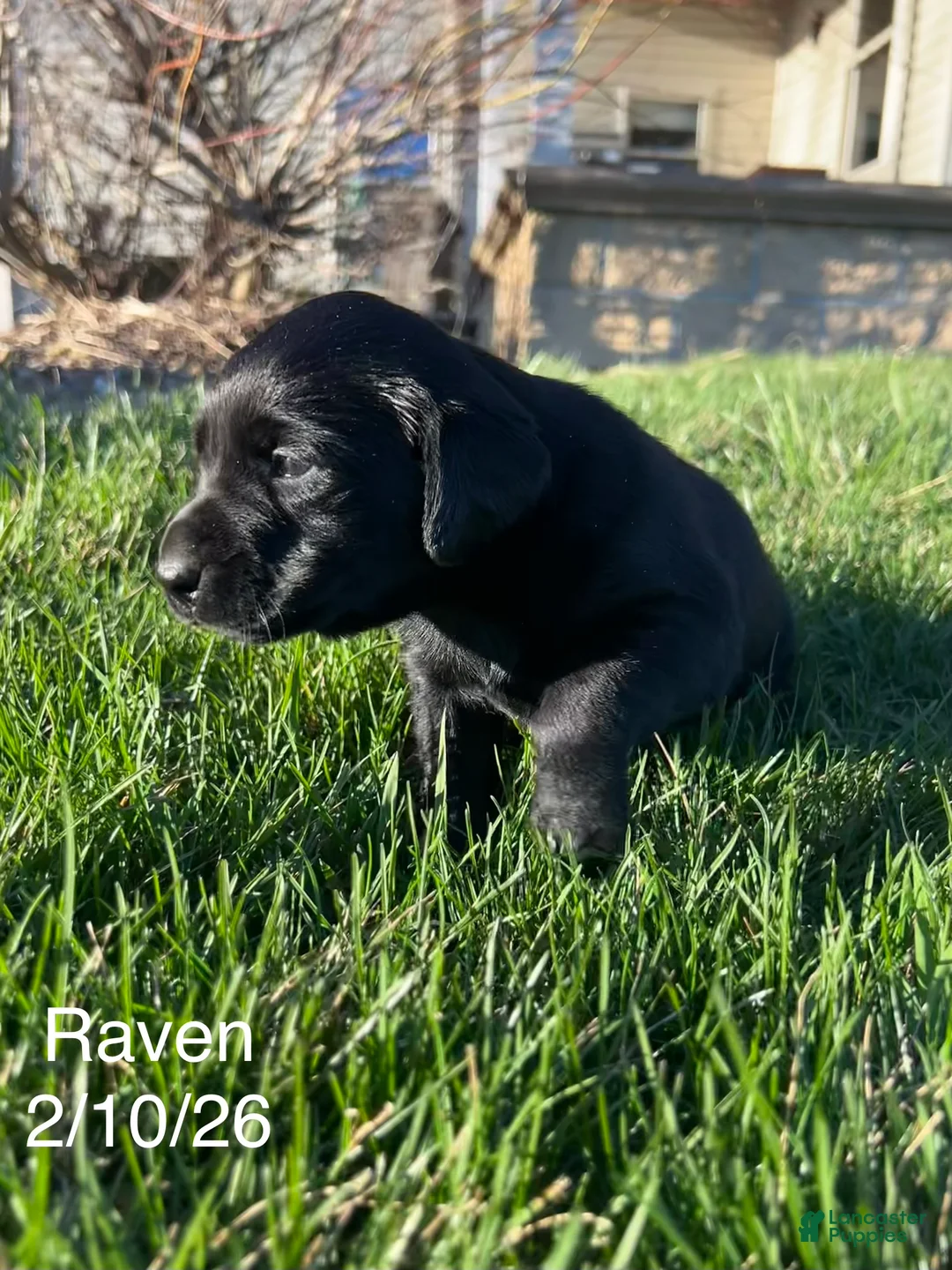 Labrador Retriever dogs for sale: Bingo-Labrador Retriever Puppy  - Ad 17