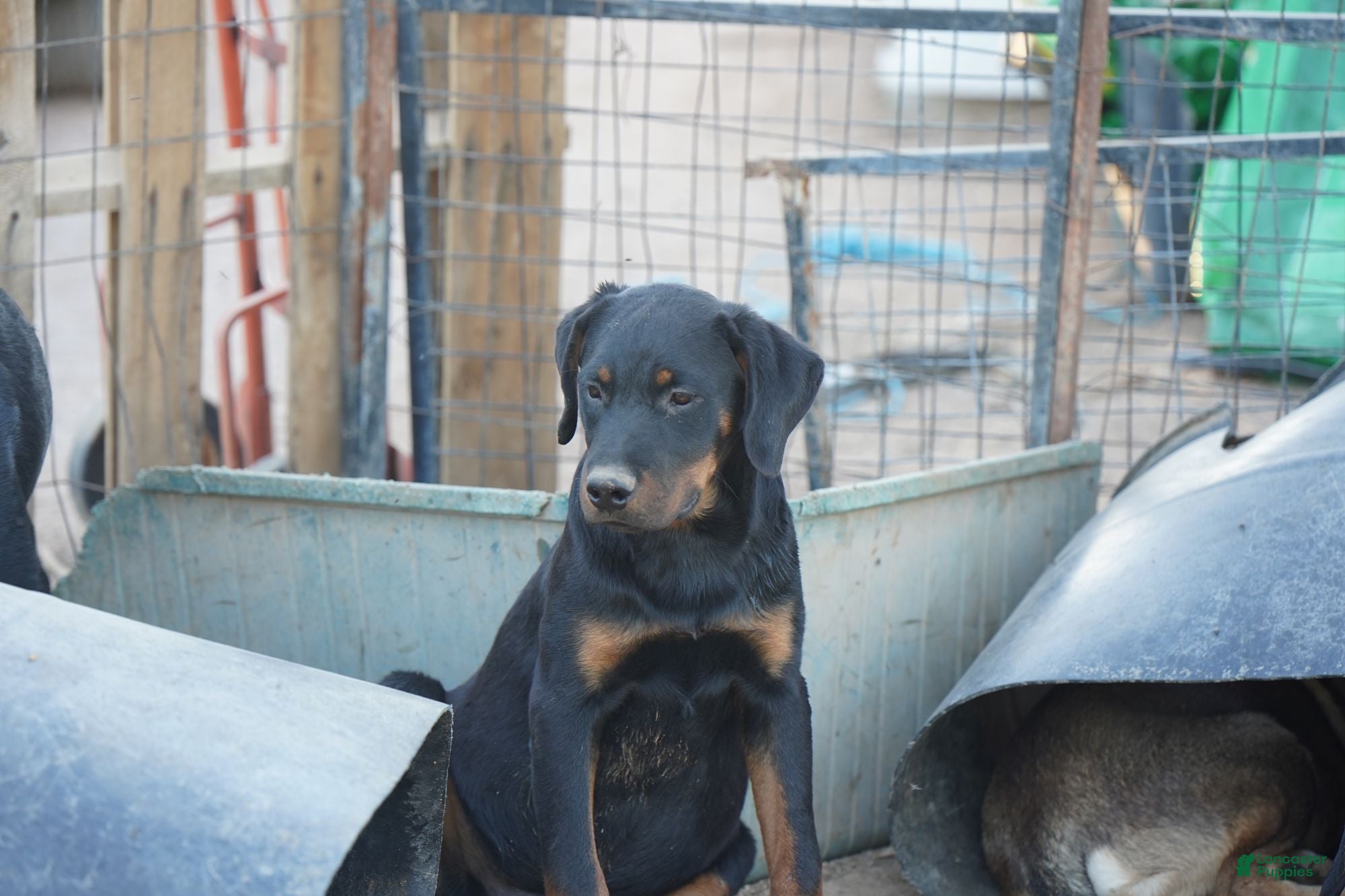 Rottweiler dogs Raja M2 - Ad 2