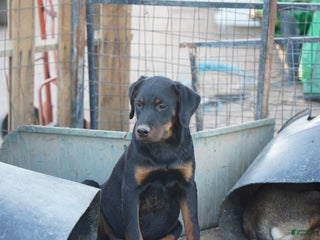 Rottweiler dogs Raja M2 - Ad 19