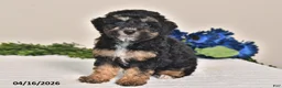 Miniature Poodle dogs for sale: Amber - Ad 3