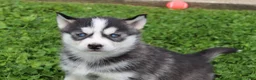 Siberian Husky dogs for sale: Reno - Ad 8