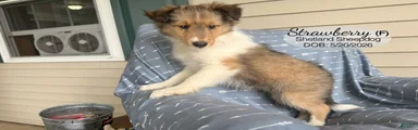 Strawberry