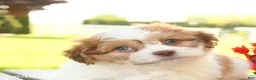 Teddy Bear dogs for sale: Kevin - Ad 4