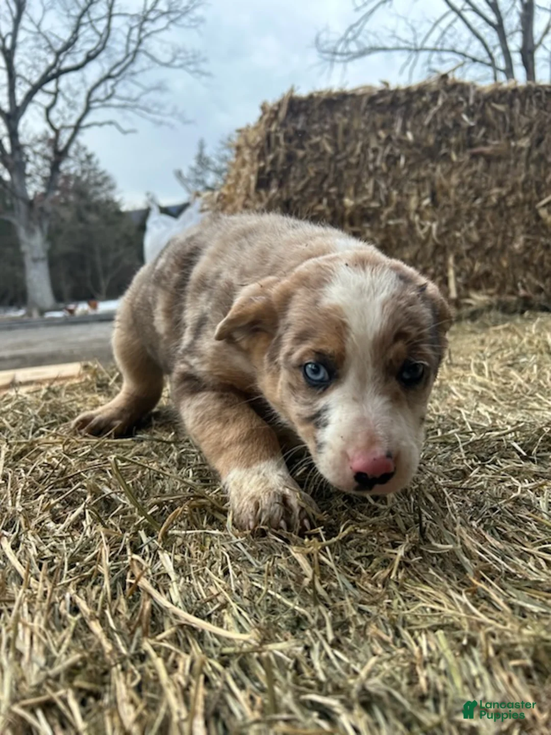 Australian Shepherd dogs for sale: Chief - Ad 4