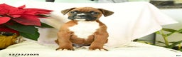 Boxer dogs for sale: Snowman - Ad 3