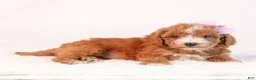 Mini Goldendoodle dogs for sale: Kaya - Ad 5