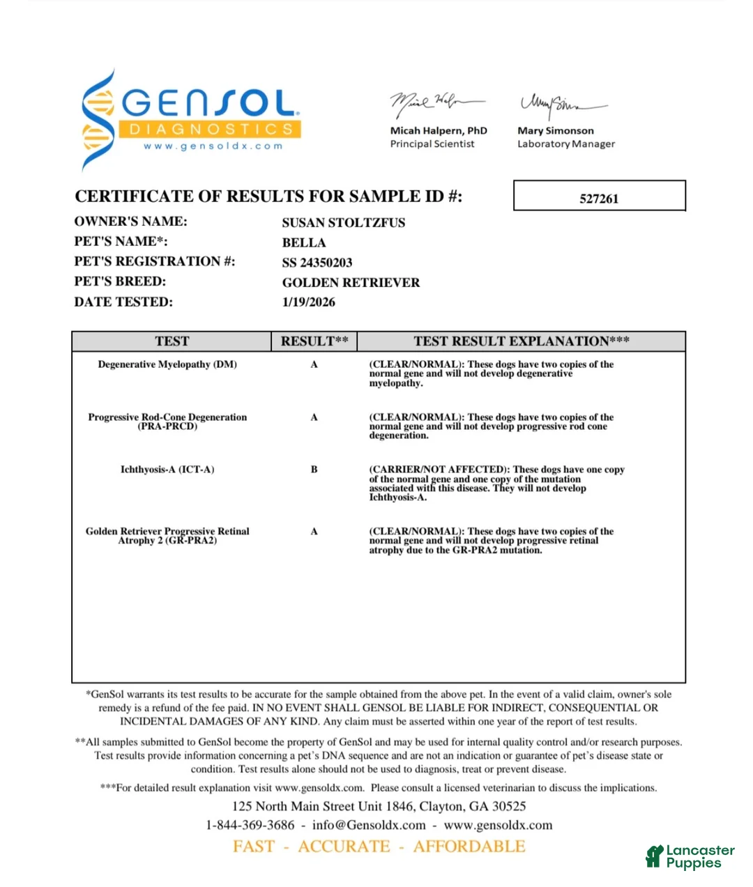 Golden Retriever dogs for sale: Brett - Ad 4