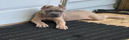 Cane Corso dogs for sale: Green - Ad 4