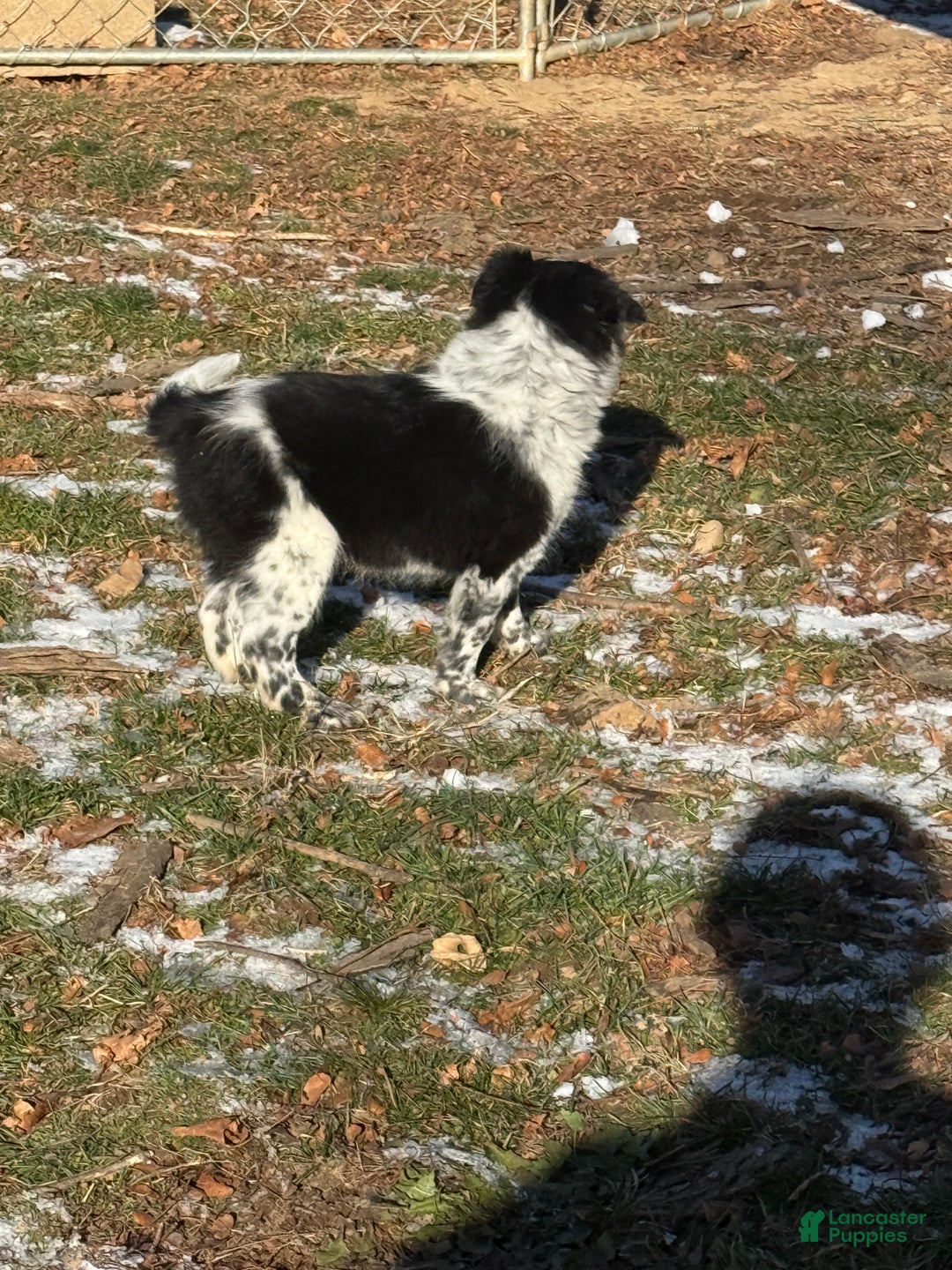 Mixed Breed dogs for sale: Mixed Breed Puppy 1 - Ad 2