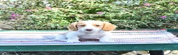 Miniature Dachshund dogs for sale: Kardell - Ad 2