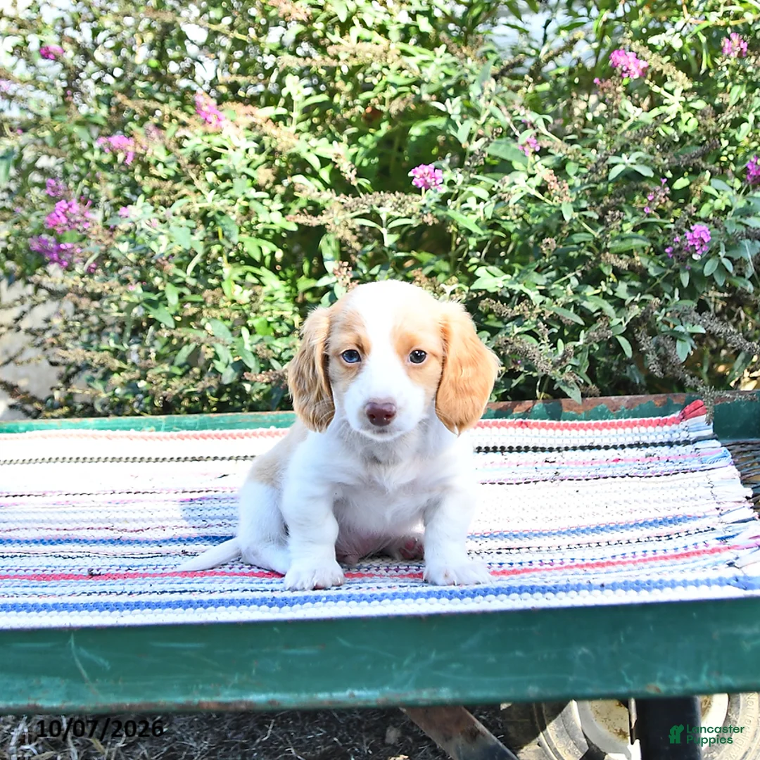 Miniature Dachshund dogs for sale: Kardell - Ad 2