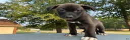 Pitsky dogs for sale: Honey - Ad 2