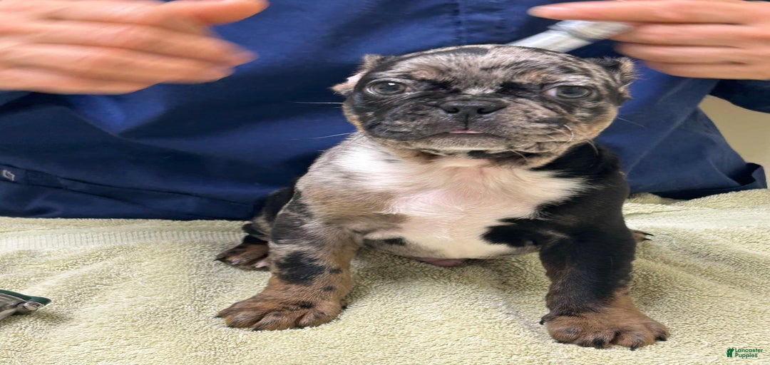 Gallery Image {{count}}