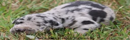 Great Dane dogs for sale: Samson - Ad 2