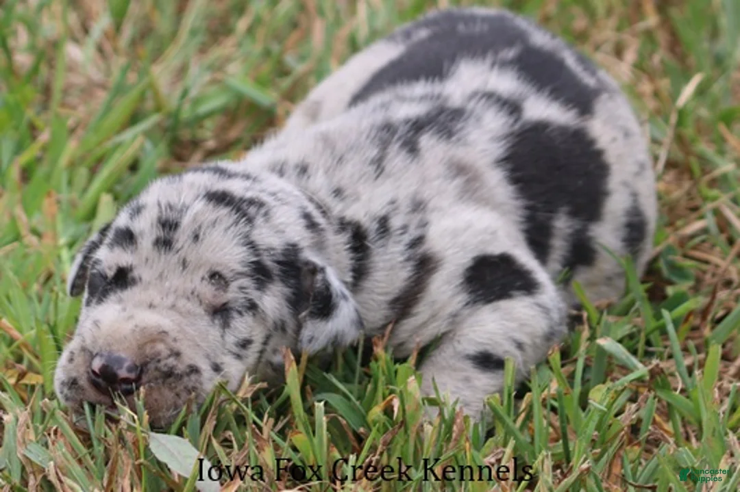 Great Dane dogs for sale: Samson - Ad 2
