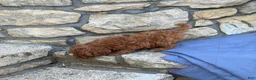Miniature Poodle dogs for sale: Murphy - Ad 3