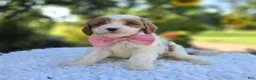 Cavapoo dogs for sale: Abigail - Ad 2