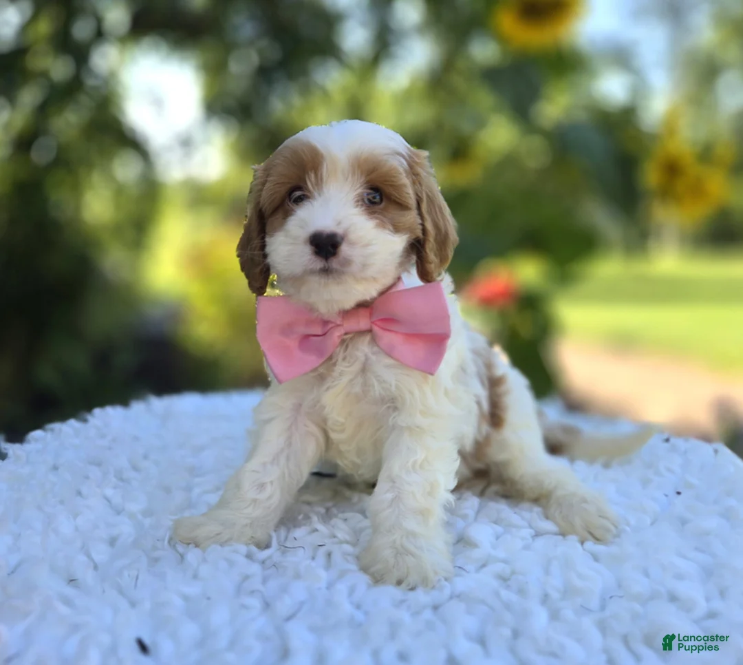 Cavapoo dogs for sale: Abigail - Ad 2