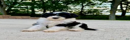 Portuguese Water Dog dogs for sale: Belle - Ad 3