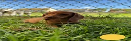 Miniature Dachshund dogs for sale: Toy Dachshund Female 1 - Ad 3