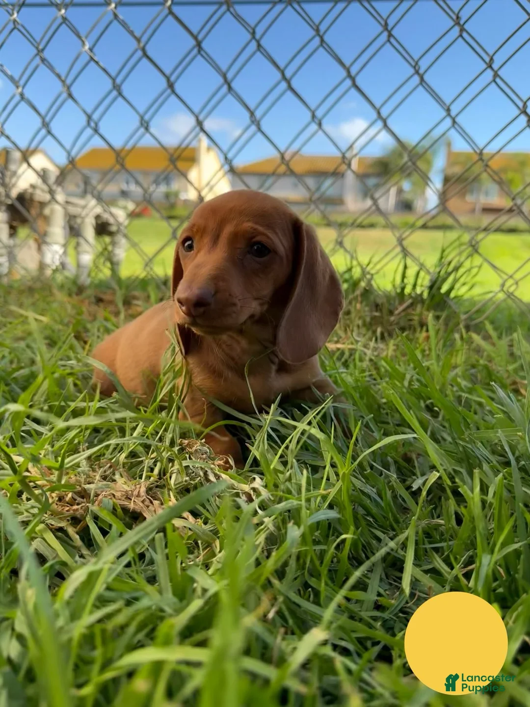Miniature Dachshund dogs for sale: Toy Dachshund Female 1 - Ad 3