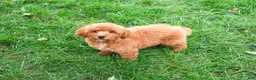 Mini Goldendoodle dogs for sale: Denny - Ad 1