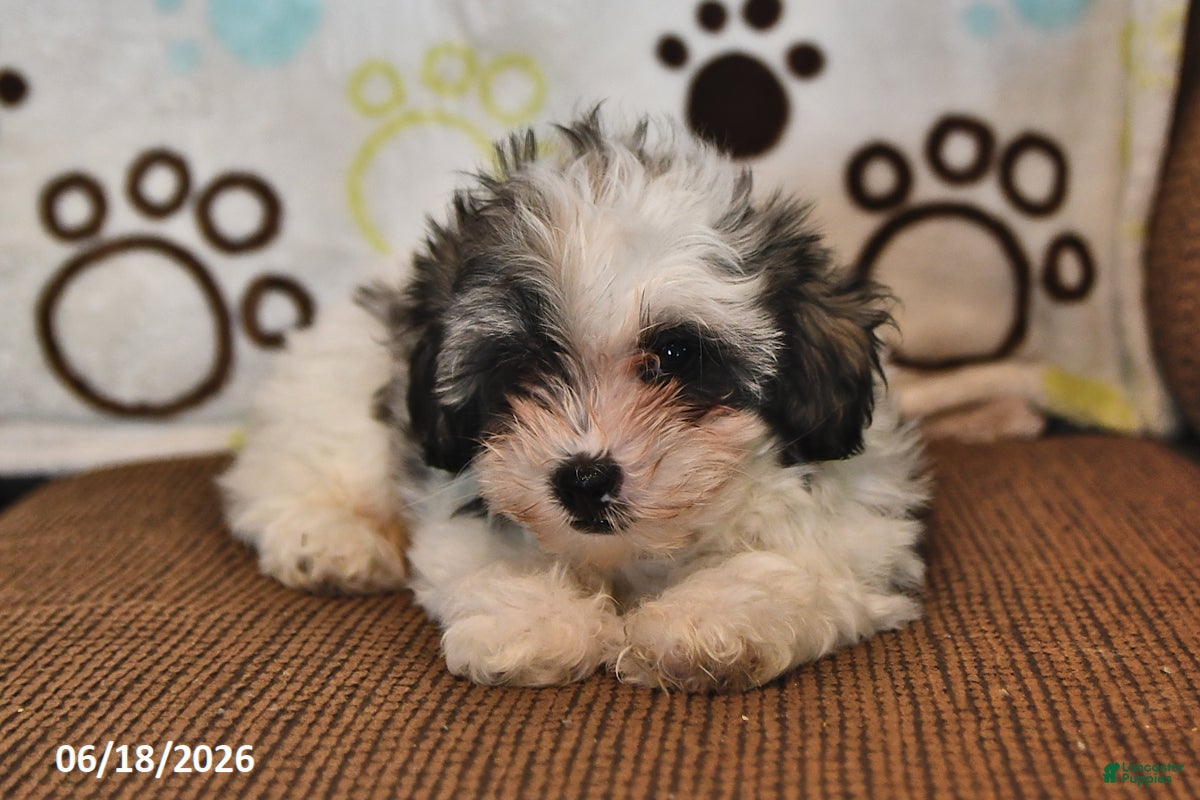 Shihpoo dogs Skye - Ad 2