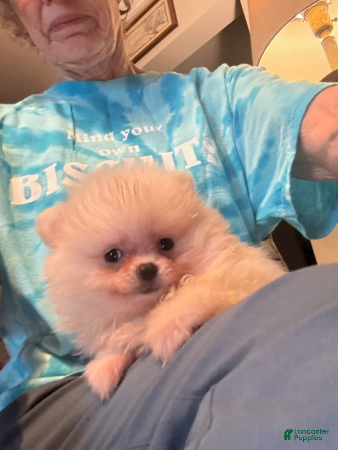 Pomeranian dogs for sale: Pima - Ad 5