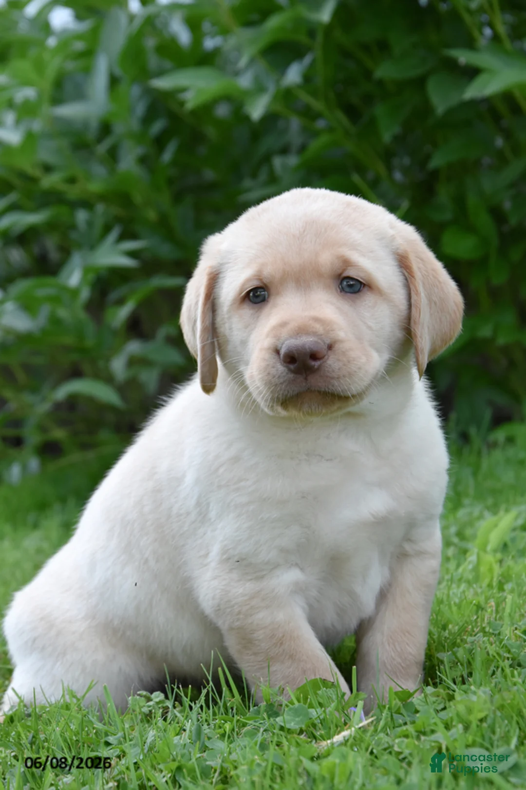 Labrador Retriever dogs for sale: Moser - Ad 1