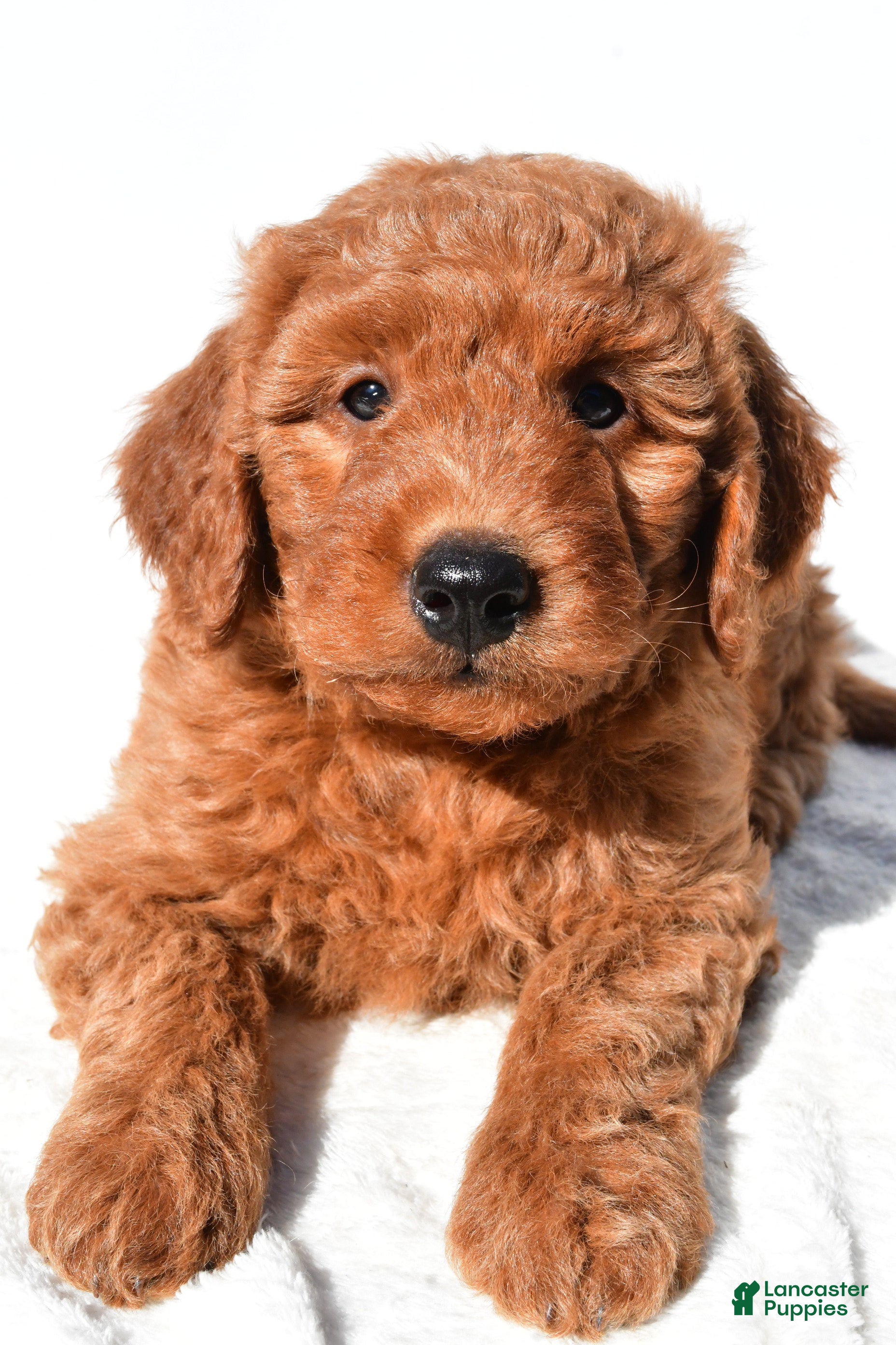 F1b Goldendoodle Hypoallergenic Cost Hypoallergenic Goldendoodles