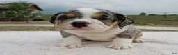 Beabull dogs for sale: Paige - Ad 5