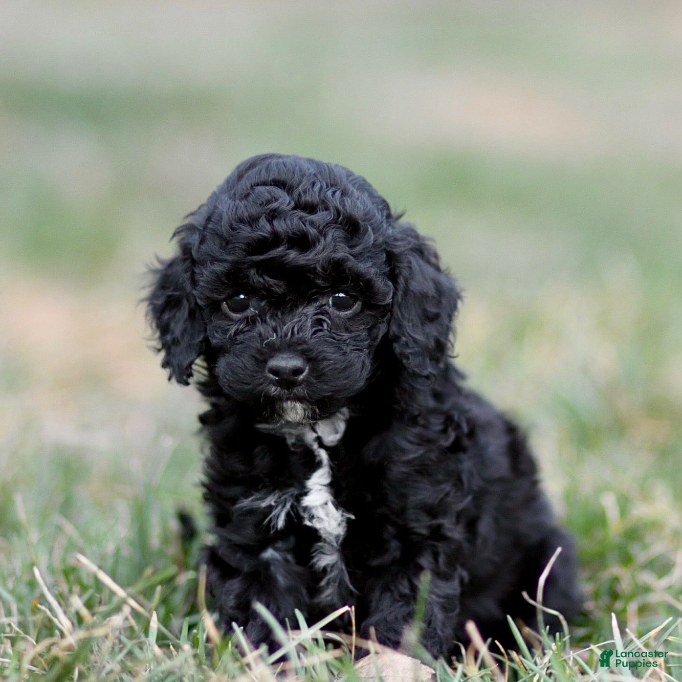 Mini Goldendoodle dogs Mindy - Ad 2