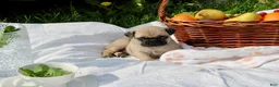 Pug dogs for sale: Emma - Ad 4