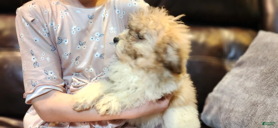 Miniature Poodle dogs for sale: Merdell - Ad 1