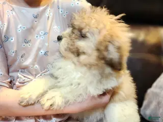 Miniature Poodle dogs Merdell - Ad 1