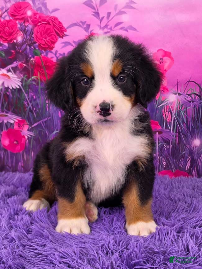Bernese Mountain Dog dogs Diesel - Ad 1