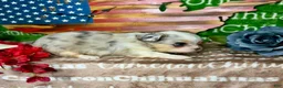 Chihuahua dogs for sale: Drysdale Long Coat - Ad 4