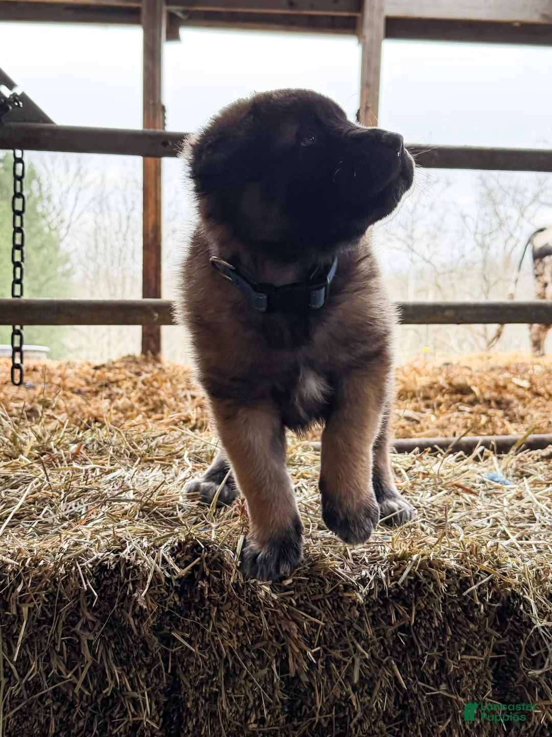 Estrela Mountain Dog dogs for sale: Argus "Watchful Guardian"  - Ad 2