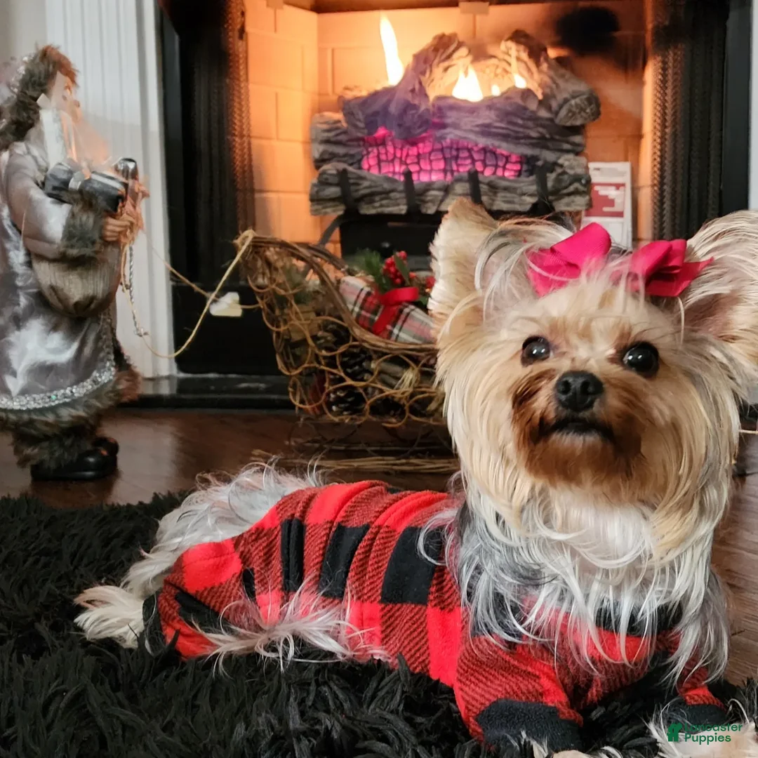 Yorkshire Terrier dogs for sale: Bambi - Ad 2