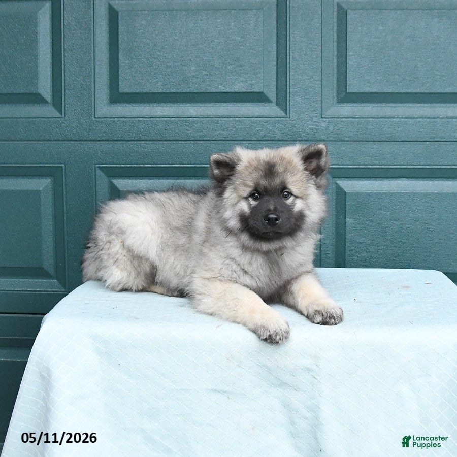 Keeshond dogs Sailor - Ad 2