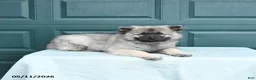 Keeshond dogs for sale: Sailor - Ad 2