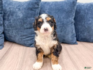 Mini Bernedoodle dogs - Ad 3