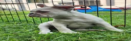 French Bulldog dogs for sale: Mello - Ad 2