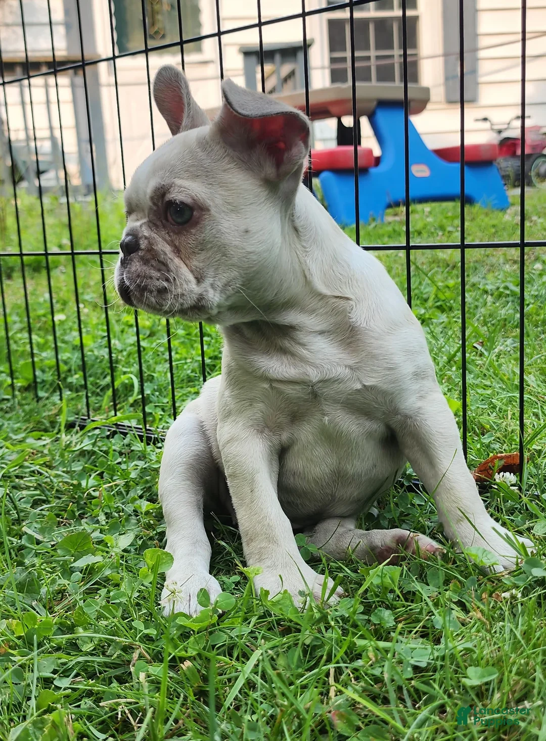 French Bulldog dogs for sale: Mello - Ad 2